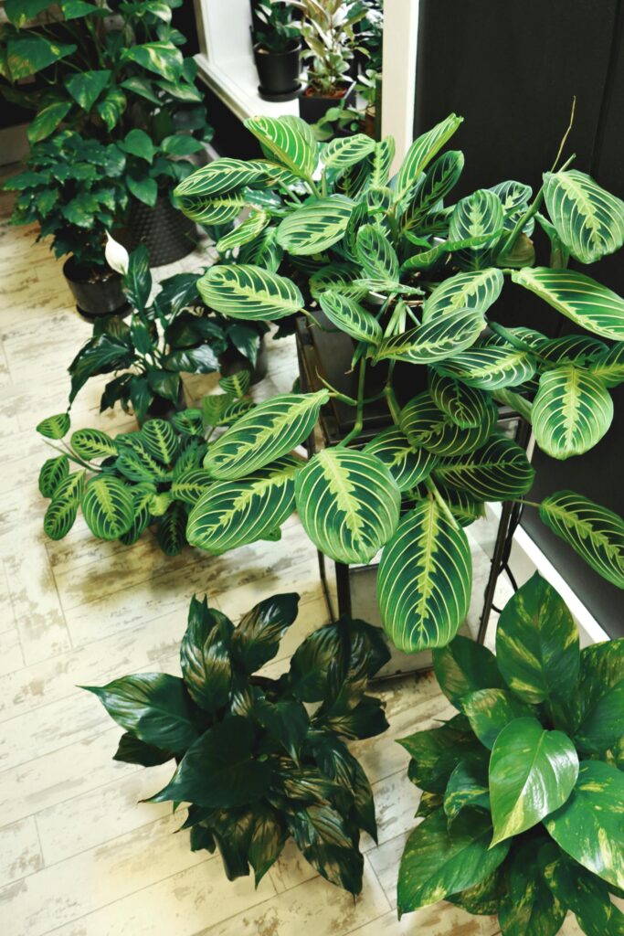 Prayer Plant and ZZ plant with glossy dark green leaves in a low-light corner of a UK home