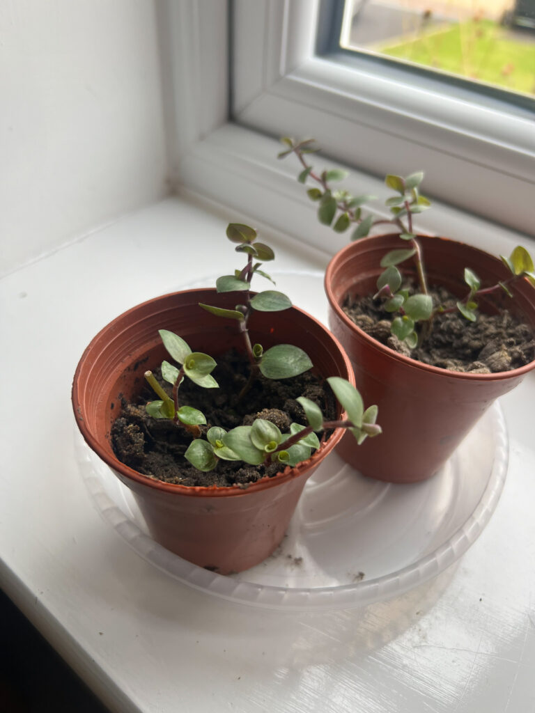 Turtle Vine Care: Complete Guide (Including Propagation)