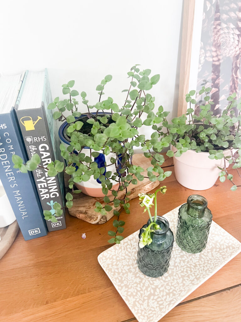 Turtle Vine Care: Complete Guide (Including Propagation)