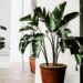 indoor plants