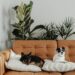 Pet Dogs Resting on the Couch