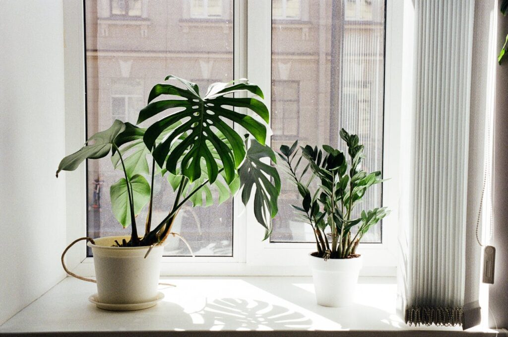 Potted Plants on Window Sill