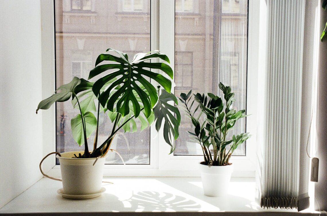 Potted Plants on Window Sill